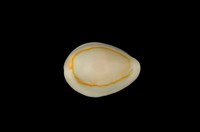 藏品(金環寶螺)的圖片